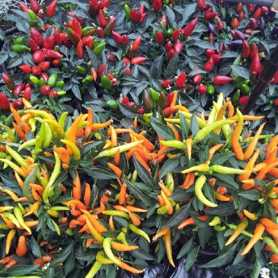 Bezoekje aan het tuincentrum: geinige peperplantjes gespot