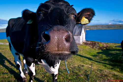 Flickr Cow