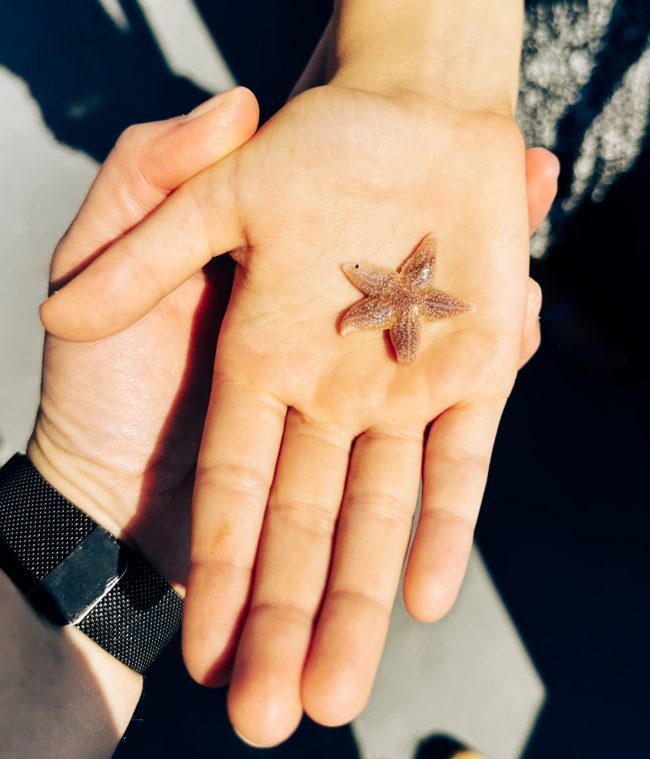 Naar het waddeneiland Texel met kinderen is wat mij betreft altijd een goed idee! Zodra je met de boot vanuit Den Helder richting het eiland vaart, begint het vakantiegevoel eigenlijk al. De zilte zeelucht, de wind door je haren en de ene zeemeeuw die het koekje uit kleine kinderhandjes probeert te pakken. Maar ook het aanzicht op brede stranden, schapen in de weilanden en natuurlijk de Texelse vuurtoren in de verte. En het fijne is: op Texel hoef je je met kinderen geen moment te vervelen! Ik verzamelde maar liefst 15 leuke dingen om te doen op Texel met kinderen. TX20 de Walrus garnalenboot OUdeschild